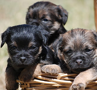 three long-coated black-and-brown puppies inside brown woven basket thumbnail