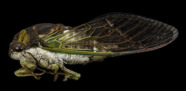 green and gray cicada thumbnail