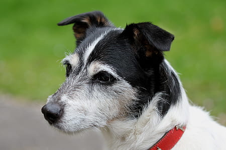 focus photography of wire-haired black and white dog thumbnail