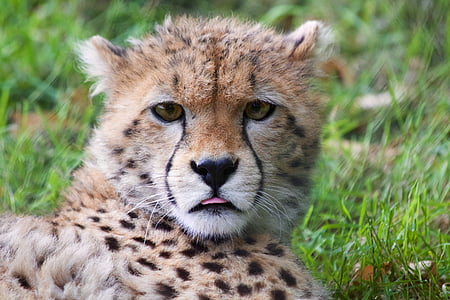 cheetah cub lying on green grass during daytime thumbnail