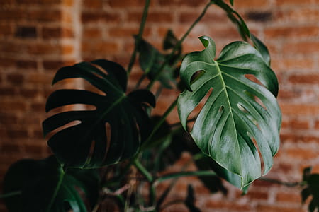 Green leaves of Monstera plant growing at home thumbnail