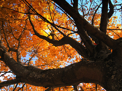 Deciduous Tree, Golden Autumn thumbnail