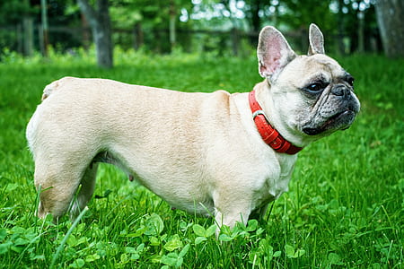 beige French bulldog on grass field thumbnail