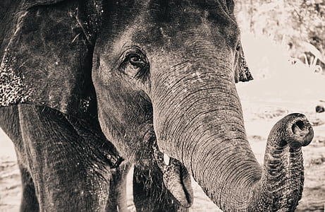 grayscale elephant photo thumbnail
