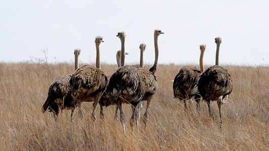 wildlife photography of ostrich thumbnail