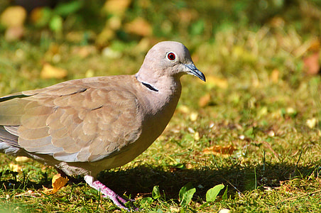 close-up photography of Eurasian collared dove on green grass thumbnail
