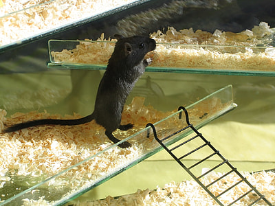 black mouse in glass cage thumbnail