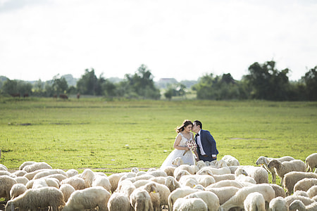 woman in white wedding dress and man in black suit standing near white sheep during daytime photo thumbnail