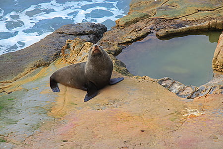 sea lion on grey rock thumbnail