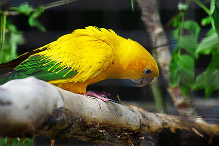 yellow parrot thumbnail