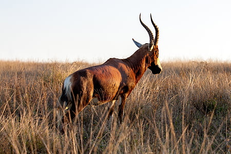 brown and white animal on grass field thumbnail