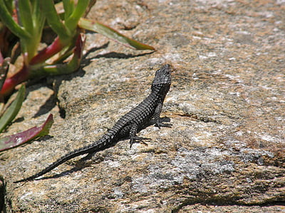 black lizard on stone thumbnail