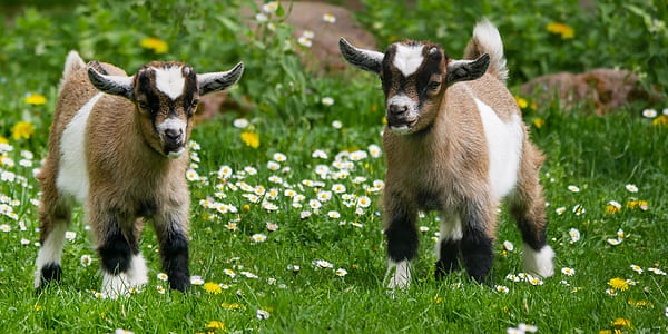 two kid goats on grass field thumbnail