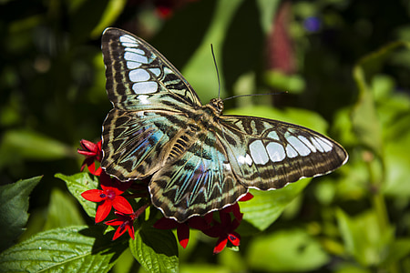 brown and gray butterfly thumbnail