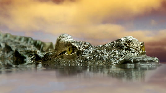 focus photography of alligator thumbnail