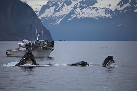white ship and animals on water at daytime thumbnail