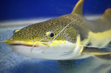 close-up photography of grey and black catfish thumbnail