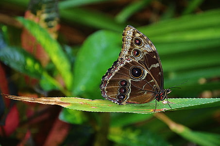 morpho butterfly perched on green leaf in closeup photography thumbnail