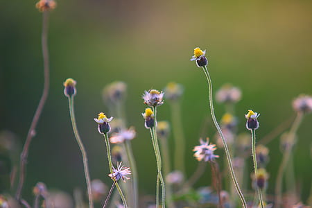 flower buds thumbnail