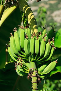 green banana on tree thumbnail