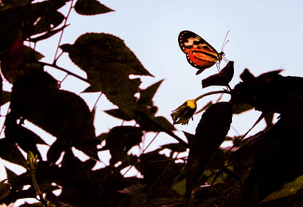 painted lady butterfly on leaf thumbnail
