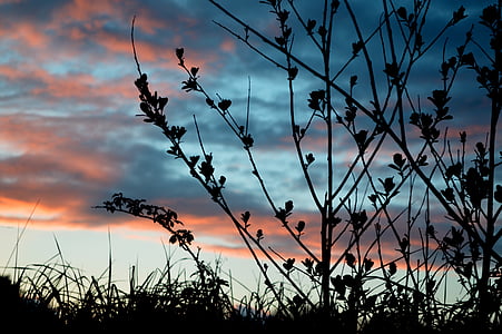 silhouette of plant thumbnail