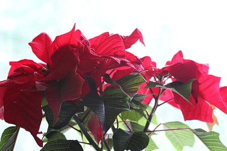 closeup photo of red and green flower thumbnail