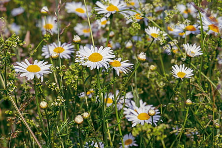 field of daisy flowers thumbnail