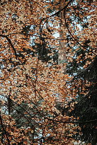 brown leaf tree thumbnail