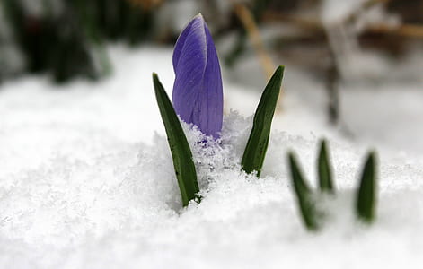 purple crocus flower on snow covered ground thumbnail