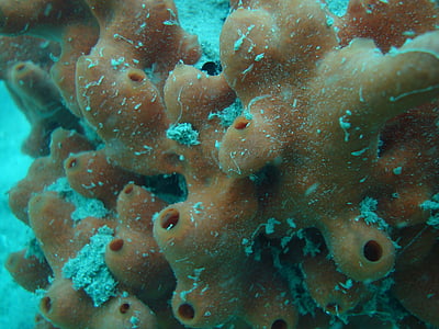 underwater photography of coral reefs thumbnail