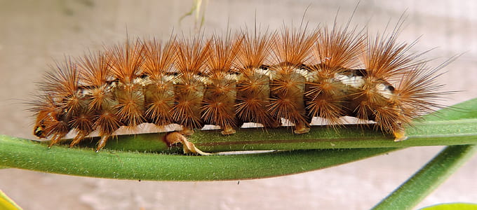 nature, legs, garden, animal thumbnail