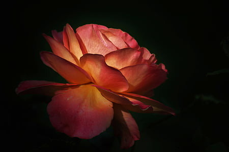 close-up photo of orange rose flower thumbnail
