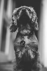grayscale photography of dog with collar thumbnail