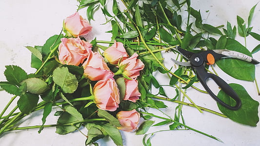 pink roses thumbnail