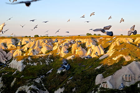 flock of gray birds flyinh thumbnail