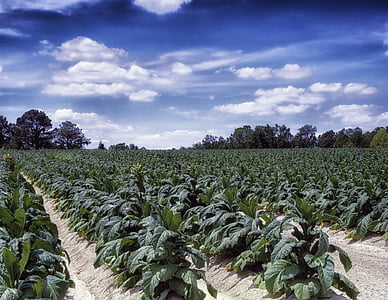 tobacco plantation at daytime thumbnail