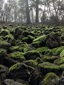 green moss and rocks thumbnail
