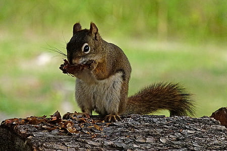 squirrel on log thumbnail