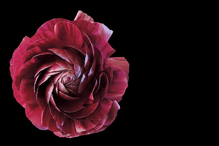 red petaled flower thumbnail