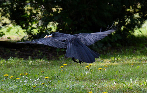 selective focus photo of black bird flying over green grass field thumbnail