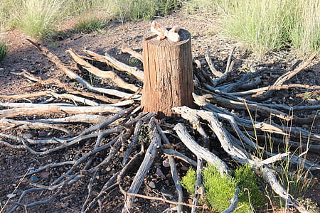 wood log surrounded driftwoods thumbnail