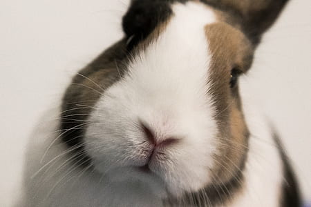 white and brown guinea pig close-up photography thumbnail