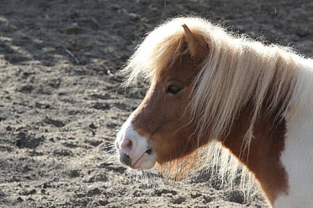selective focus photography of brown horse standing on gray sand thumbnail