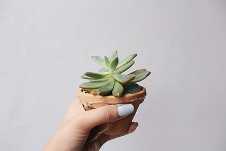 person holding green succulent plant thumbnail