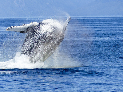 whale on body of water thumbnail