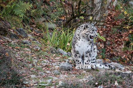 white and black wild cat thumbnail