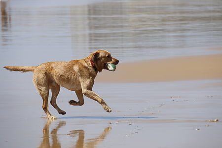adult yellow Labrador retriever on shore thumbnail