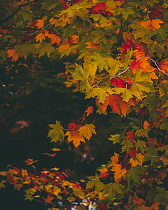 green and brown maple leaves thumbnail
