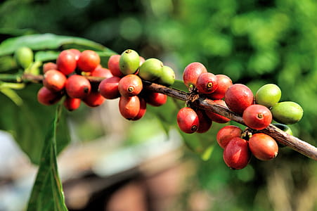 close up photography of red and green fruit thumbnail